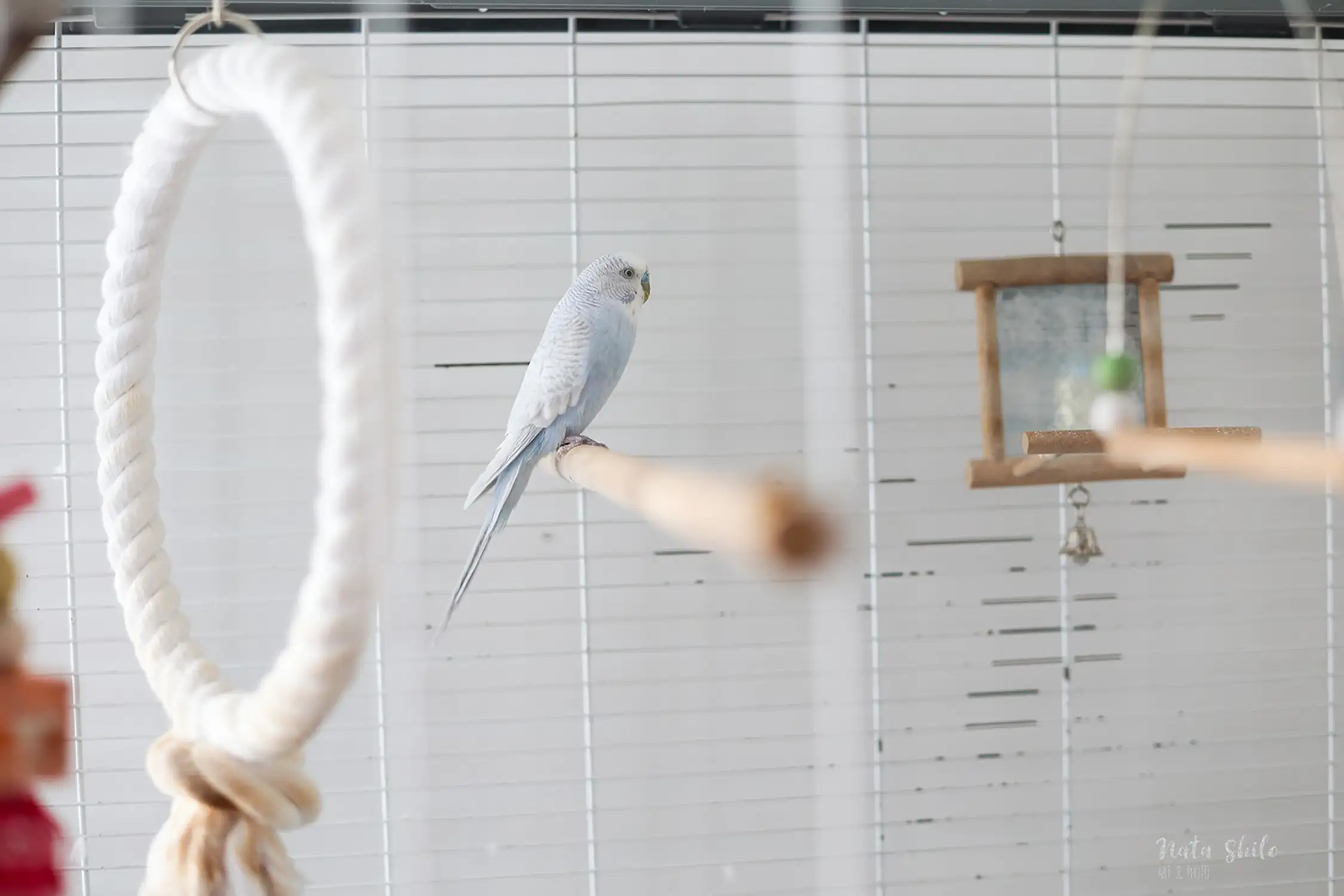 Shooting photo lifestyle avec oiseaux Orléans